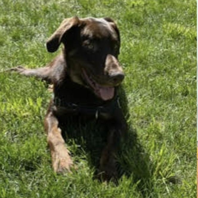 Tobie, an adoptable Labrador Retriever in Thayne, WY, 83127 | Photo Image 2