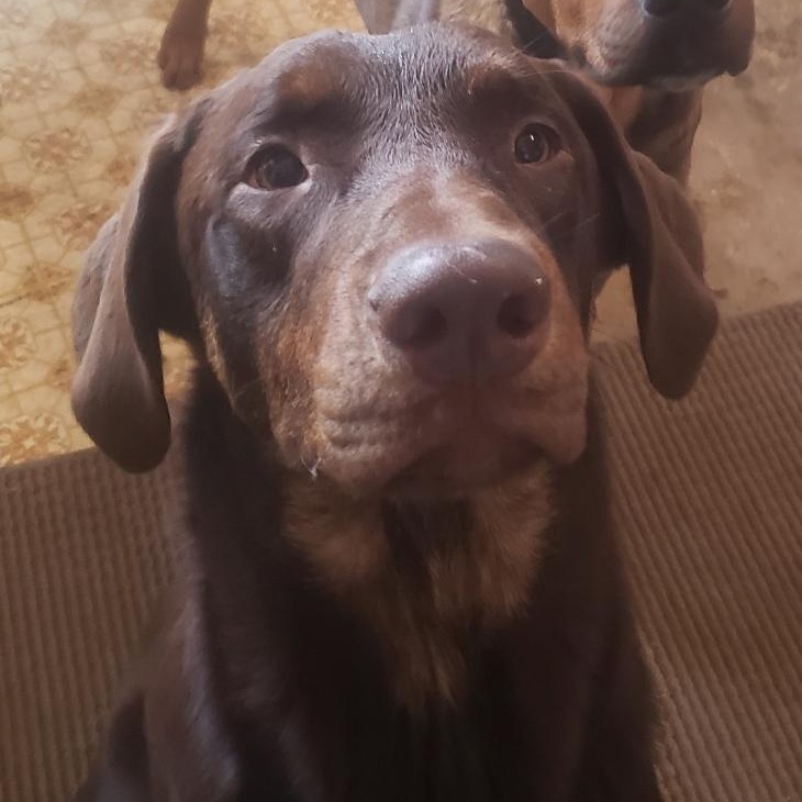 Tobie, an adoptable Labrador Retriever in Thayne, WY, 83127 | Photo Image 4