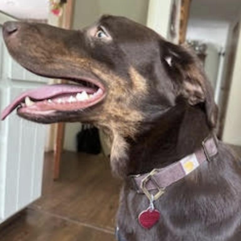Tobie, an adoptable Labrador Retriever in Thayne, WY, 83127 | Photo Image 3