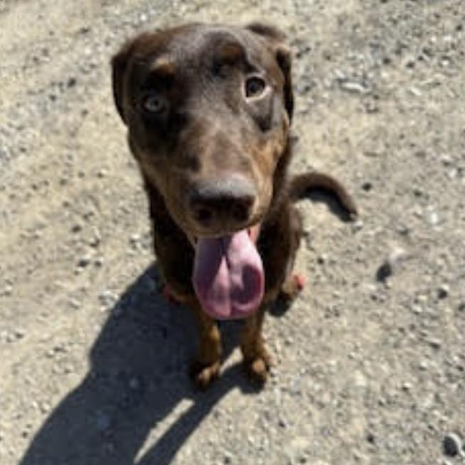 Tobie, an adoptable Labrador Retriever in Thayne, WY, 83127 | Photo Image 5