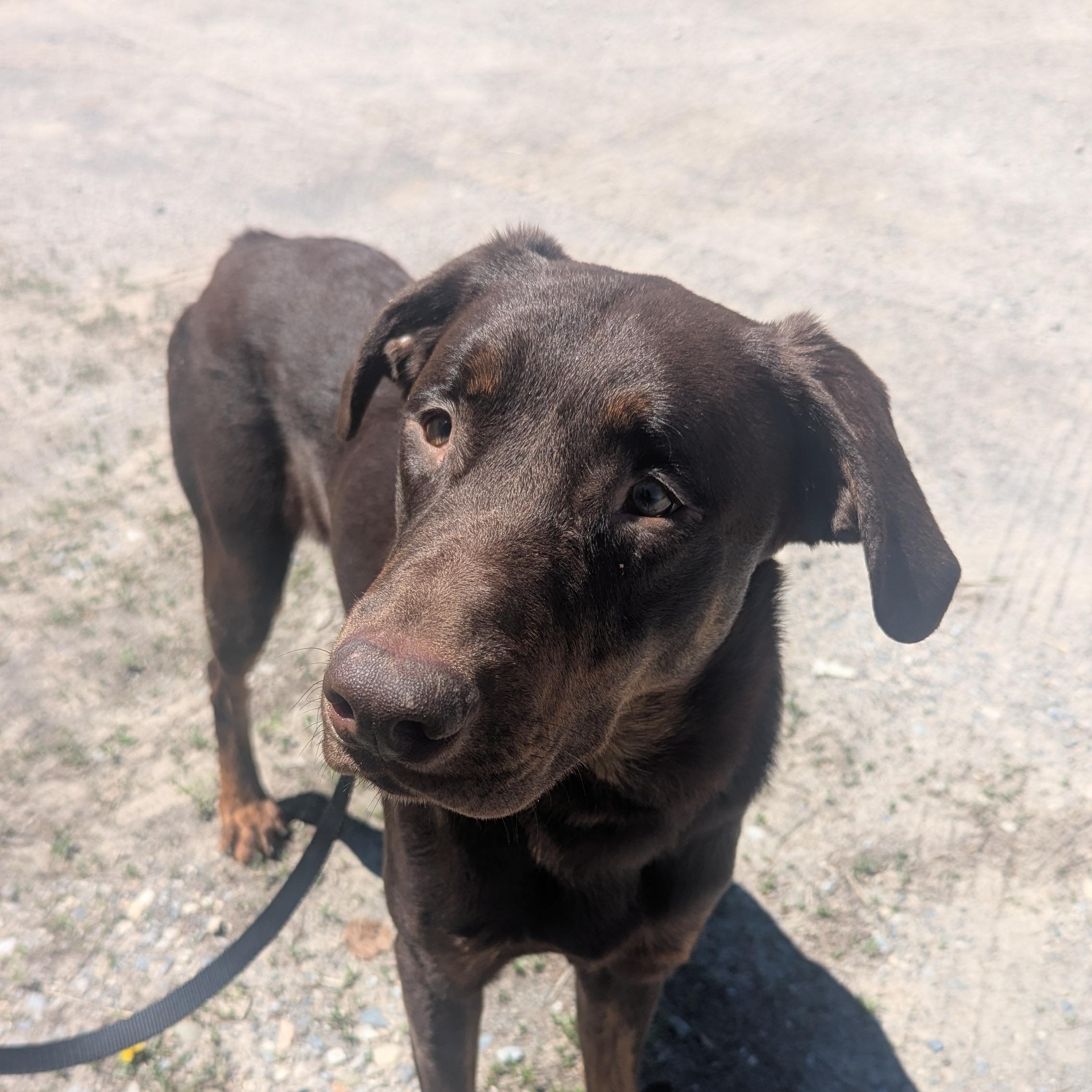 Tobie, an adoptable Labrador Retriever in Thayne, WY, 83127 | Photo Image 6