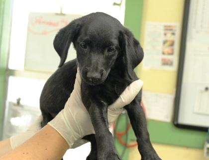 Janet, Adoptable, Puppy Female Labrador Retriever & Poodle.