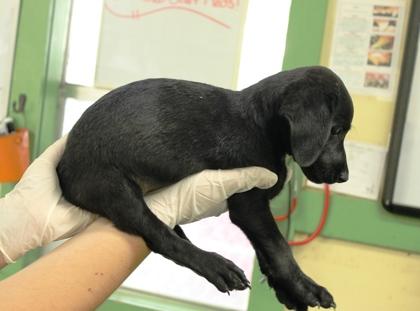 Enlarge Janet, a Adoptable mixed breed in Picayune, MS image 2/3