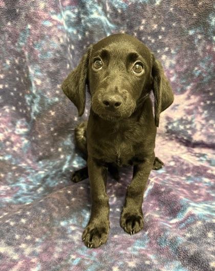 Enlarge Janet, a Adoptable mixed breed in Picayune, MS image 3/3