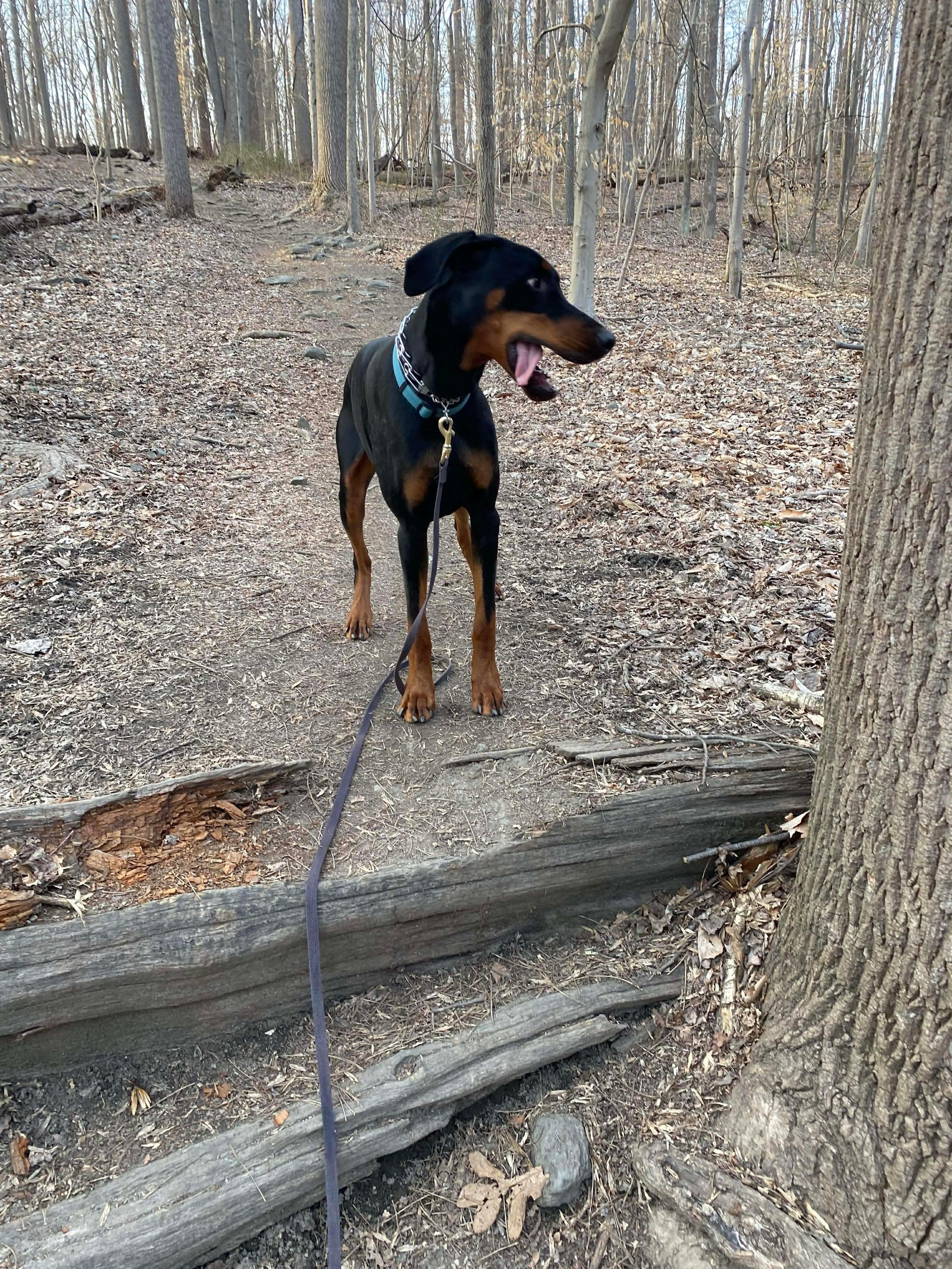 Enlarge Dutch, a Adoptable Doberman Pinscher in HONEY BROOK, PA image 2/6