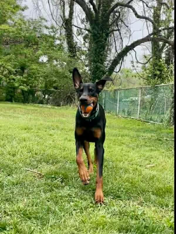 Dutch, Adoptable, Adult Male Doberman Pinscher.