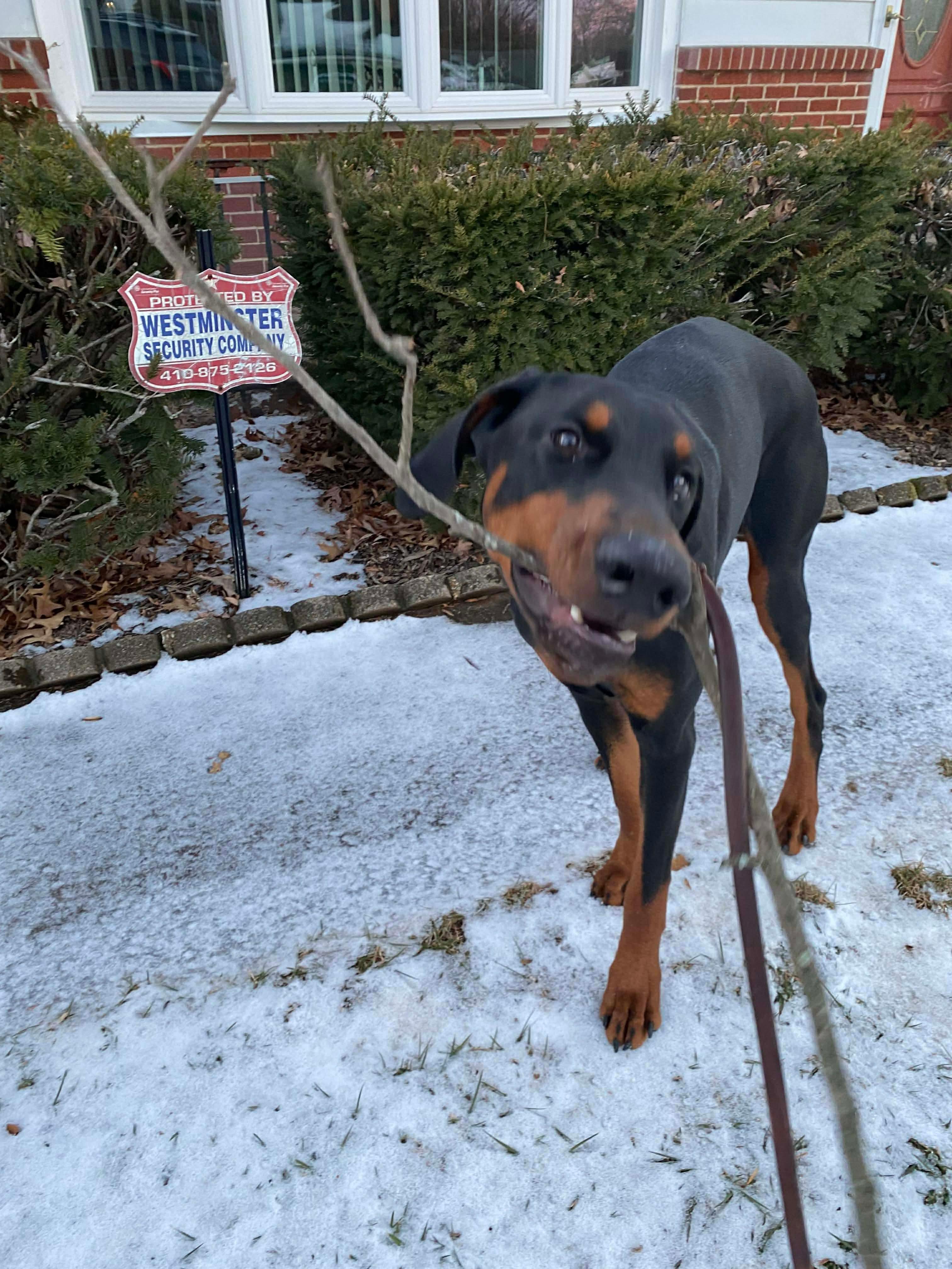 Enlarge Dutch, a Adoptable Doberman Pinscher in HONEY BROOK, PA image 3/6