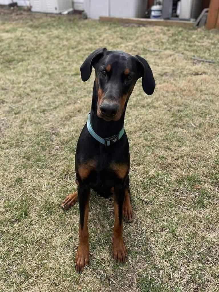 Enlarge Dutch, a Adoptable Doberman Pinscher in HONEY BROOK, PA image 4/6