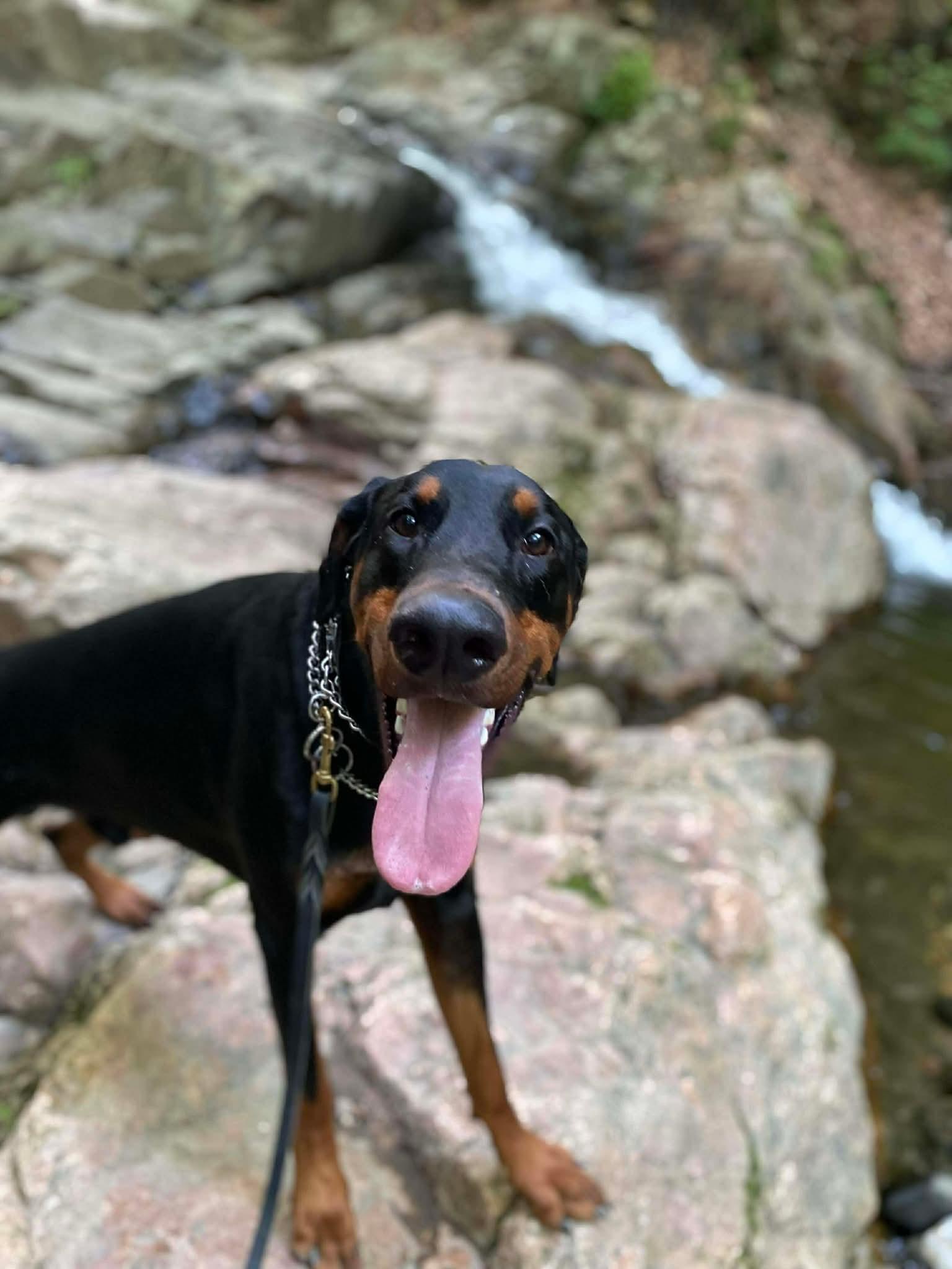 Enlarge Dutch, a Adoptable Doberman Pinscher in HONEY BROOK, PA image 5/6