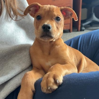 Mercury, ADOPTABLE, Puppy Male Mixed Breed.