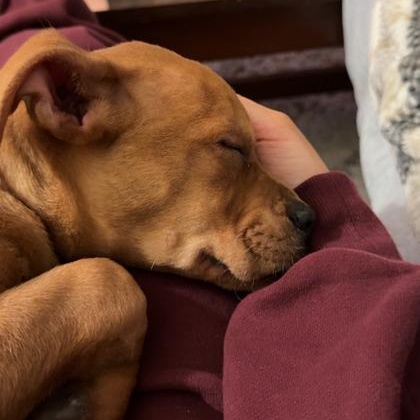 Enlarge Mercury, a ADOPTABLE mixed breed in Ithaca, NY image 2/3