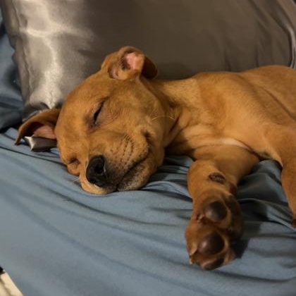 Enlarge Mercury, a ADOPTABLE mixed breed in Ithaca, NY image 3/3