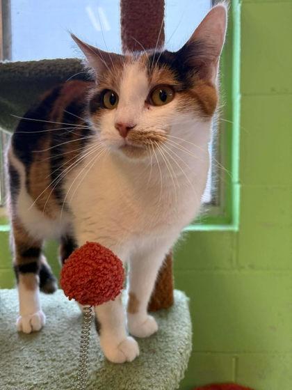 Salmon, Adoptable, Adult Female Domestic Short Hair & Domestic Short Hair.
