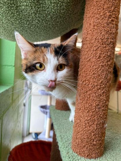 Enlarge Salmon, a Adoptable mixed breed in Scottsbluff, NE image 2/3