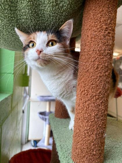 Enlarge Salmon, a Adoptable mixed breed in Scottsbluff, NE image 3/3