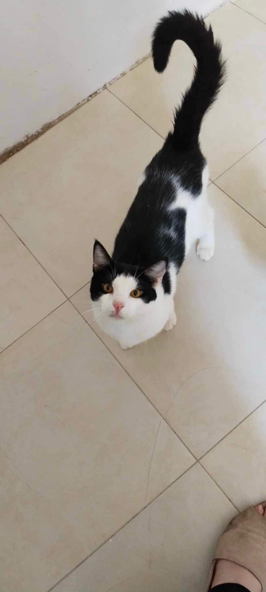 Adam (Egypt), Adoptable, Young Male Domestic Medium Hair.