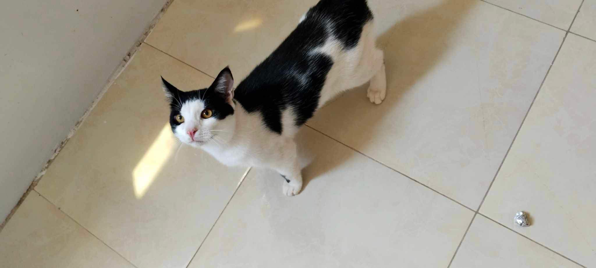 Adam (Egypt), a Adoptable Domestic Medium Hair image 2/4