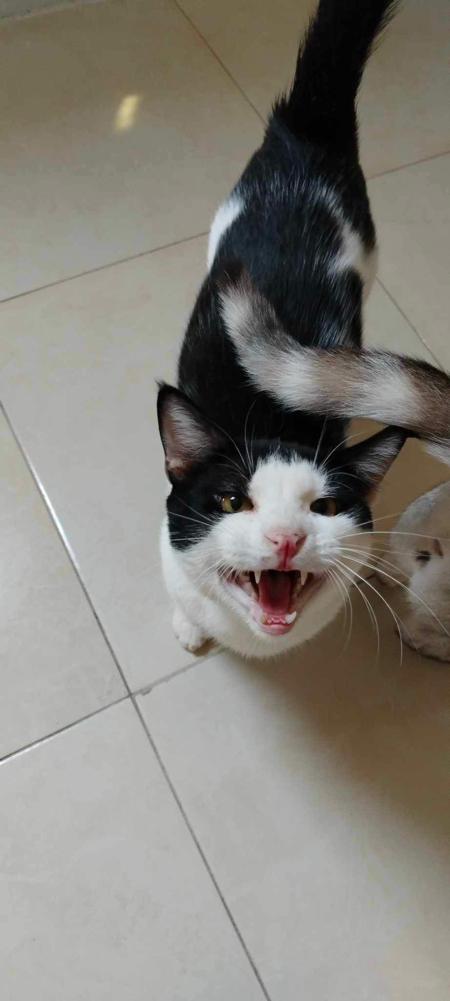 Adam (Egypt), a Adoptable Domestic Medium Hair image 3/4