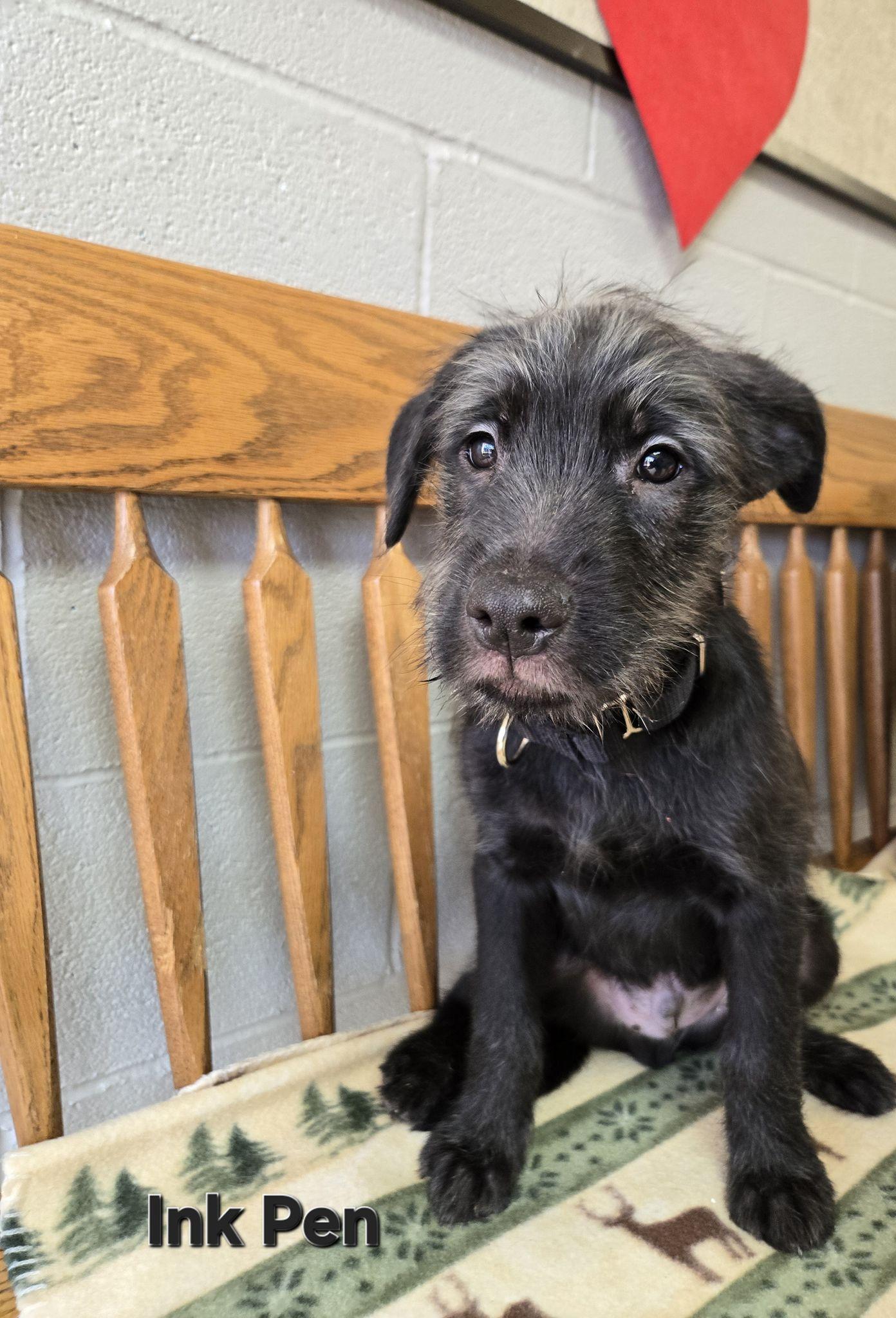Ink Pen, adopted, Puppy Male Terrier & Labrador Retriever.