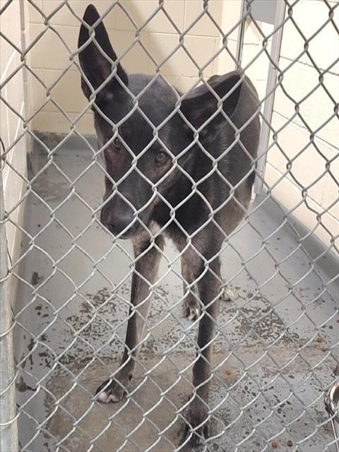 WORTHY, Adoptable, Young Male German Shepherd Dog.