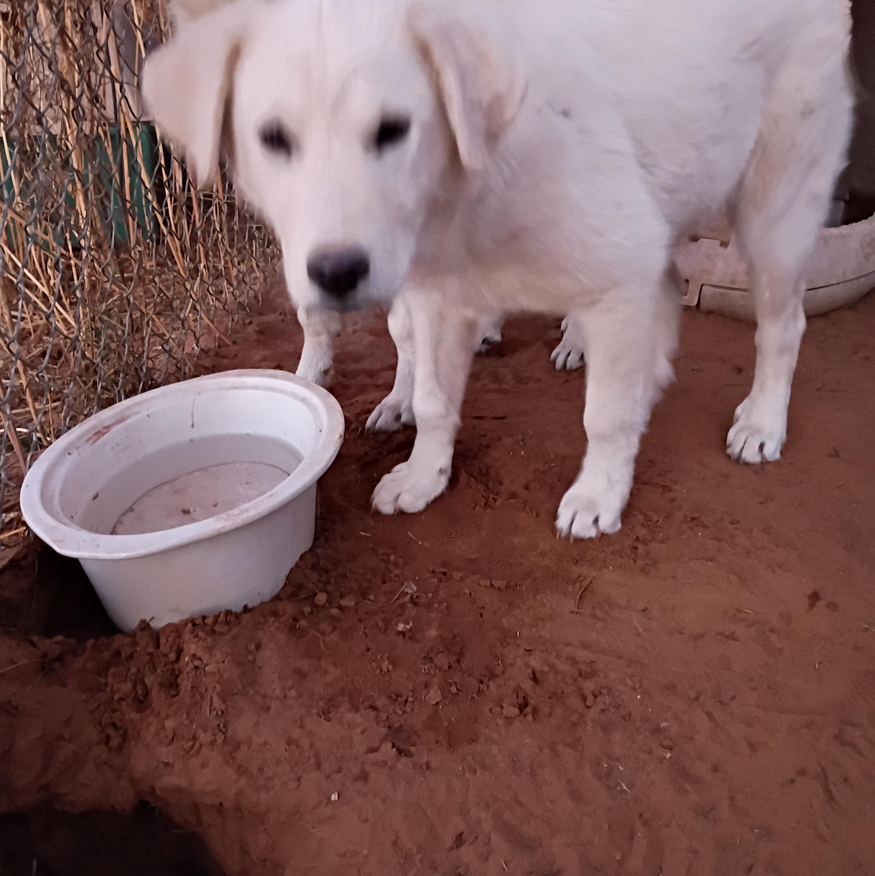 Enlarge Noell, a Adoptable Great Pyrenees in Anton, TX image 2/3