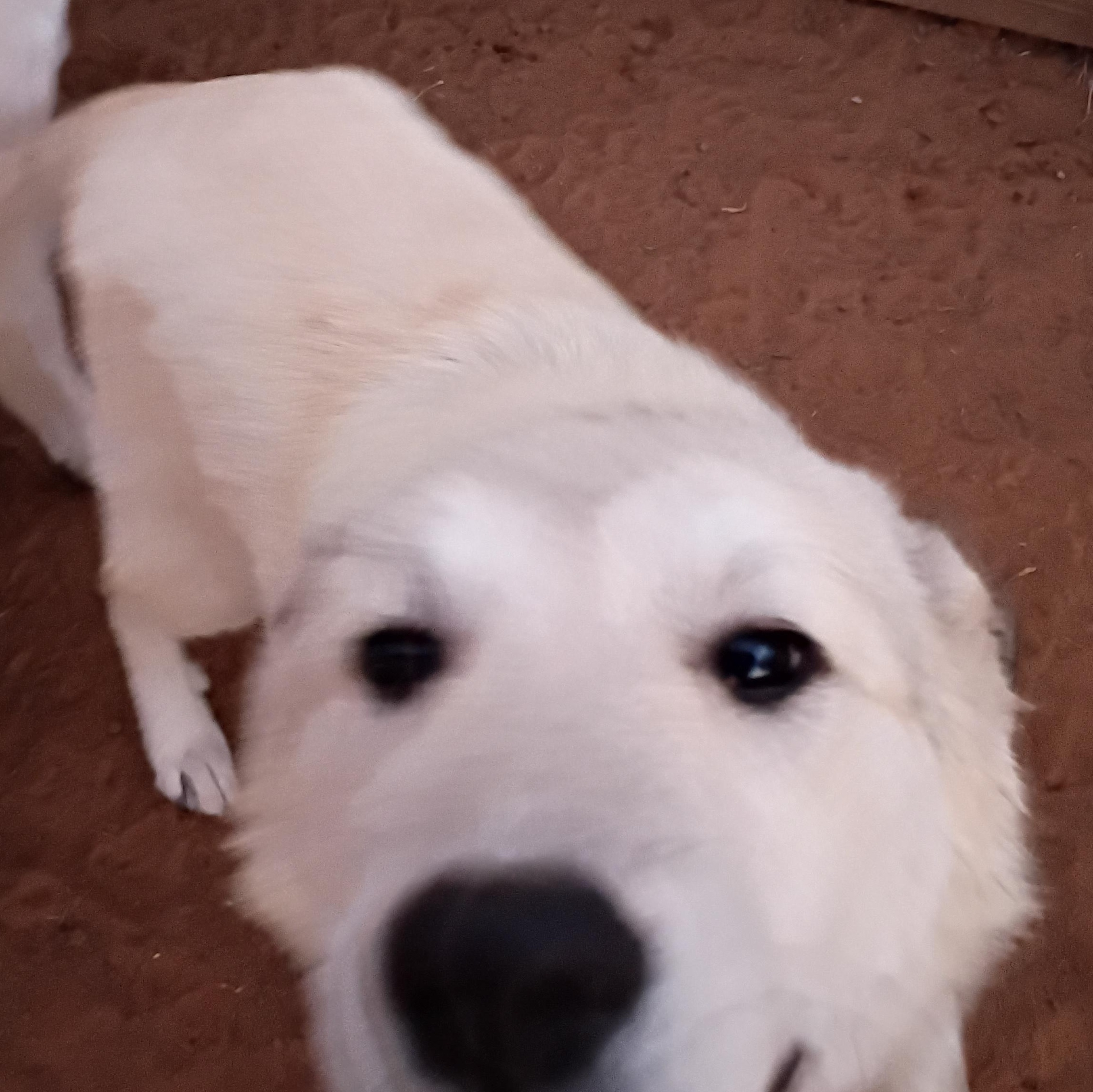 Enlarge Noell, a Adoptable Great Pyrenees in Anton, TX image 1/3