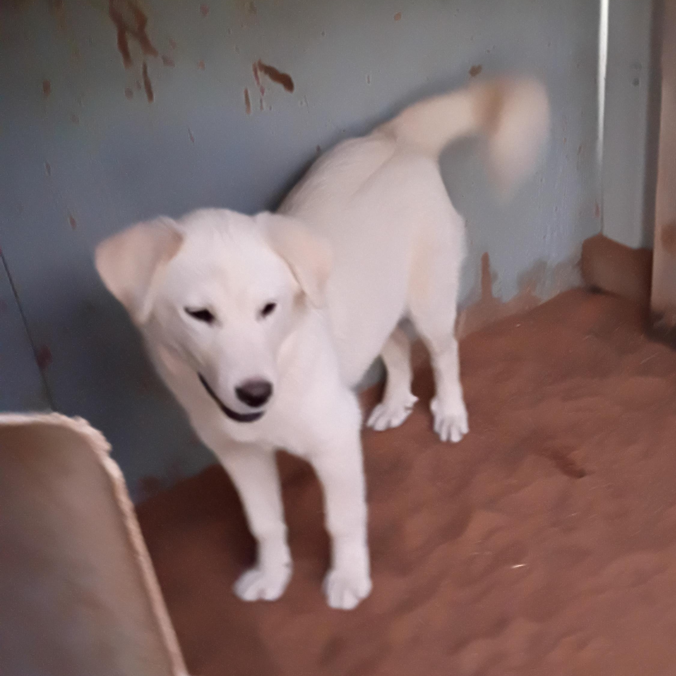 Enlarge Noell, a Adoptable Great Pyrenees in Anton, TX image 3/3