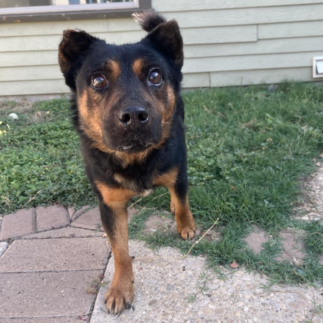 Bruno, Adoptable, Senior Male Shepherd & Mixed Breed.