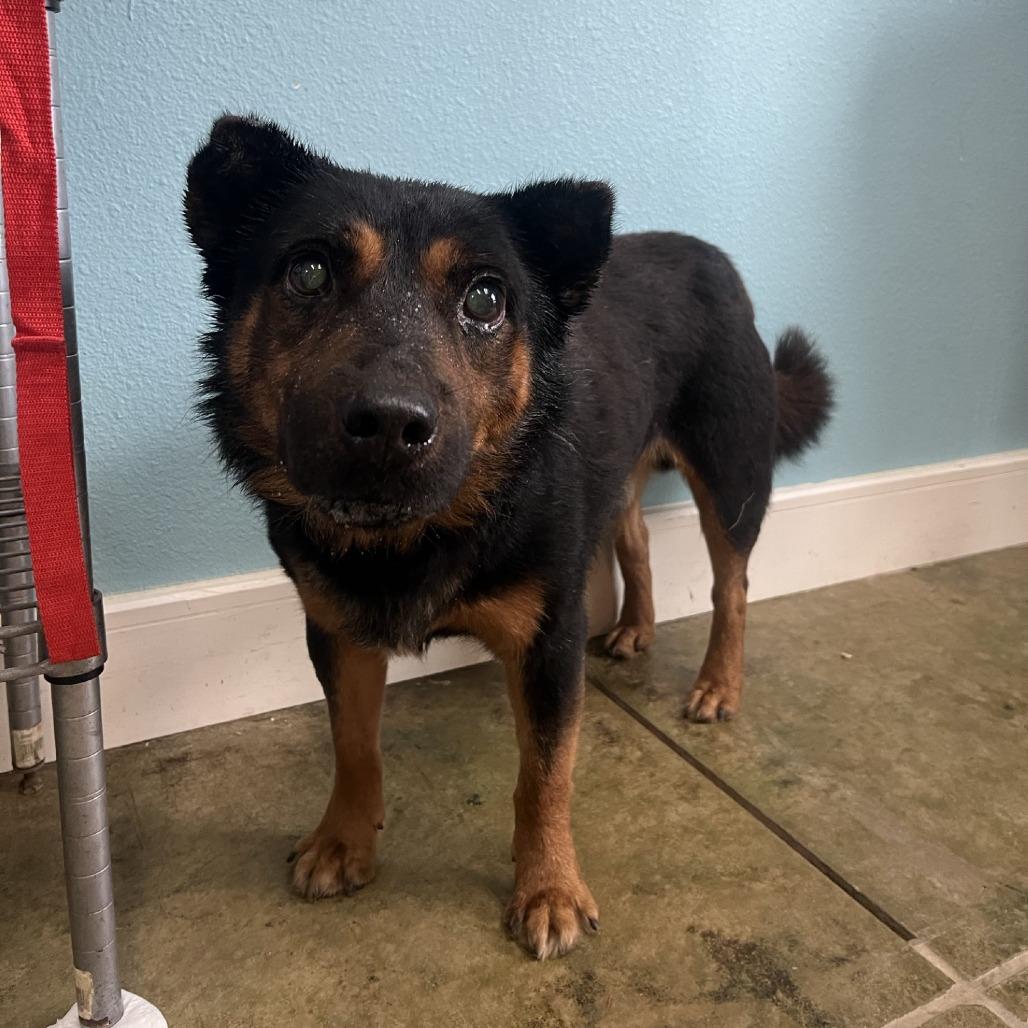 Bruno, a Adoptable mixed breed in Fredericksburg, TX image 2/6