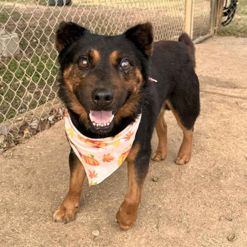 Bruno, a Adoptable mixed breed in Fredericksburg, TX image 3/6