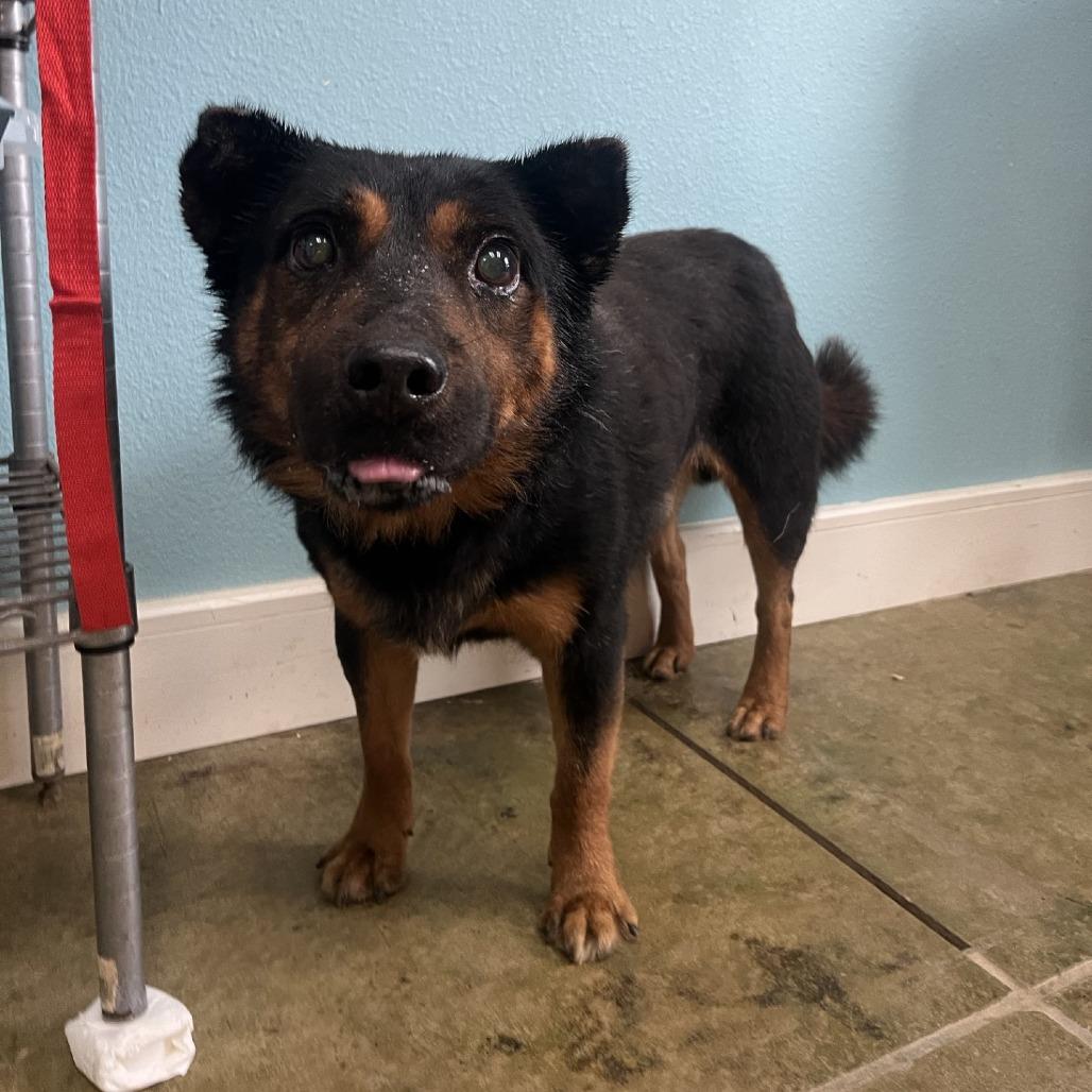 Bruno, a Adoptable mixed breed in Fredericksburg, TX image 4/6