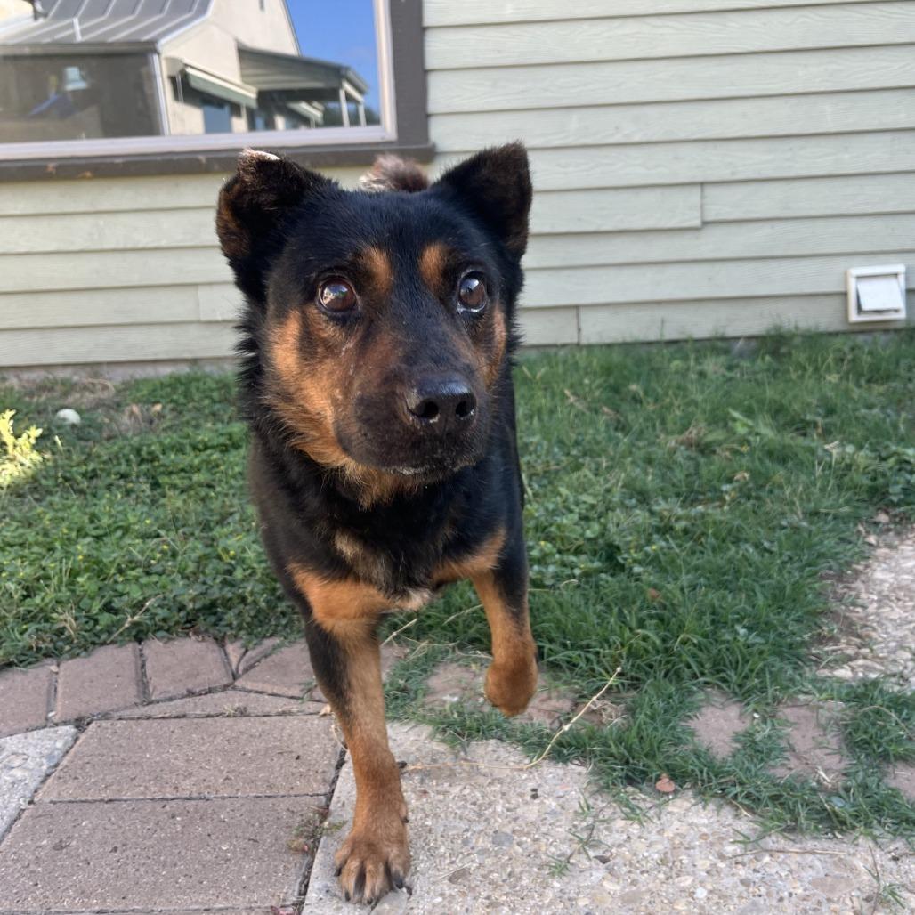 Bruno, a Adoptable mixed breed in Fredericksburg, TX image 5/6
