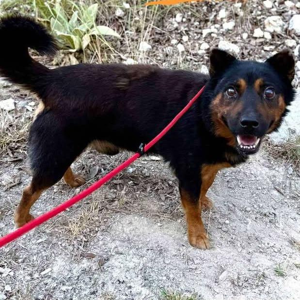 Bruno, a Adoptable mixed breed in Fredericksburg, TX image 6/6