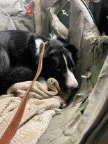 Lou, Adoptable, Adult Male Border Collie.