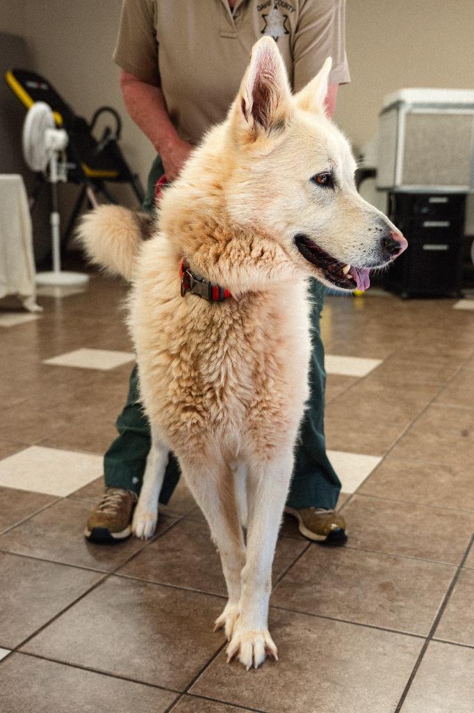 Sitka, Adoptable, Adult Male Husky & German Shepherd Dog.