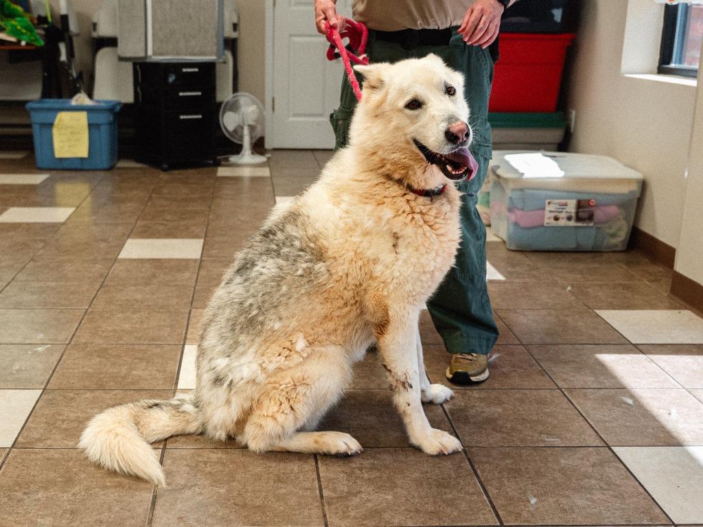 Sitka, a Adoptable mixed breed in Mocksville, NC image 2/5