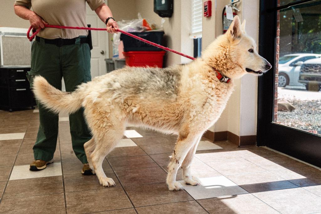 Sitka, a Adoptable mixed breed in Mocksville, NC image 3/5