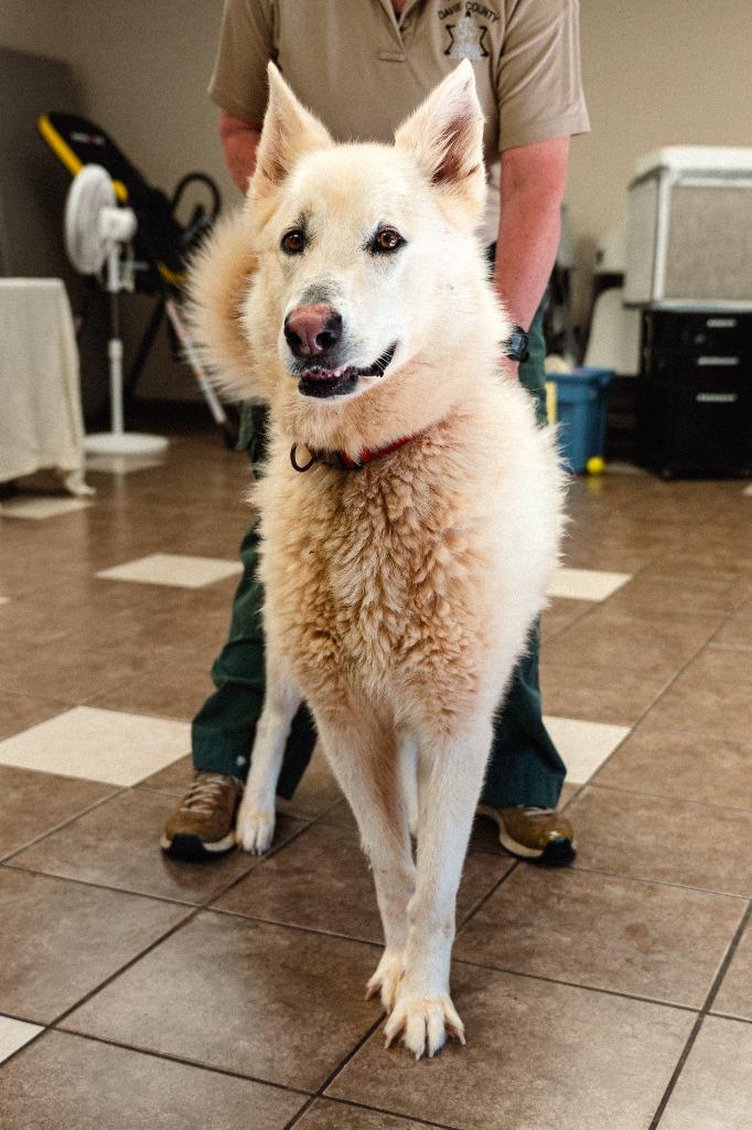 Sitka, a Adoptable mixed breed in Mocksville, NC image 4/5