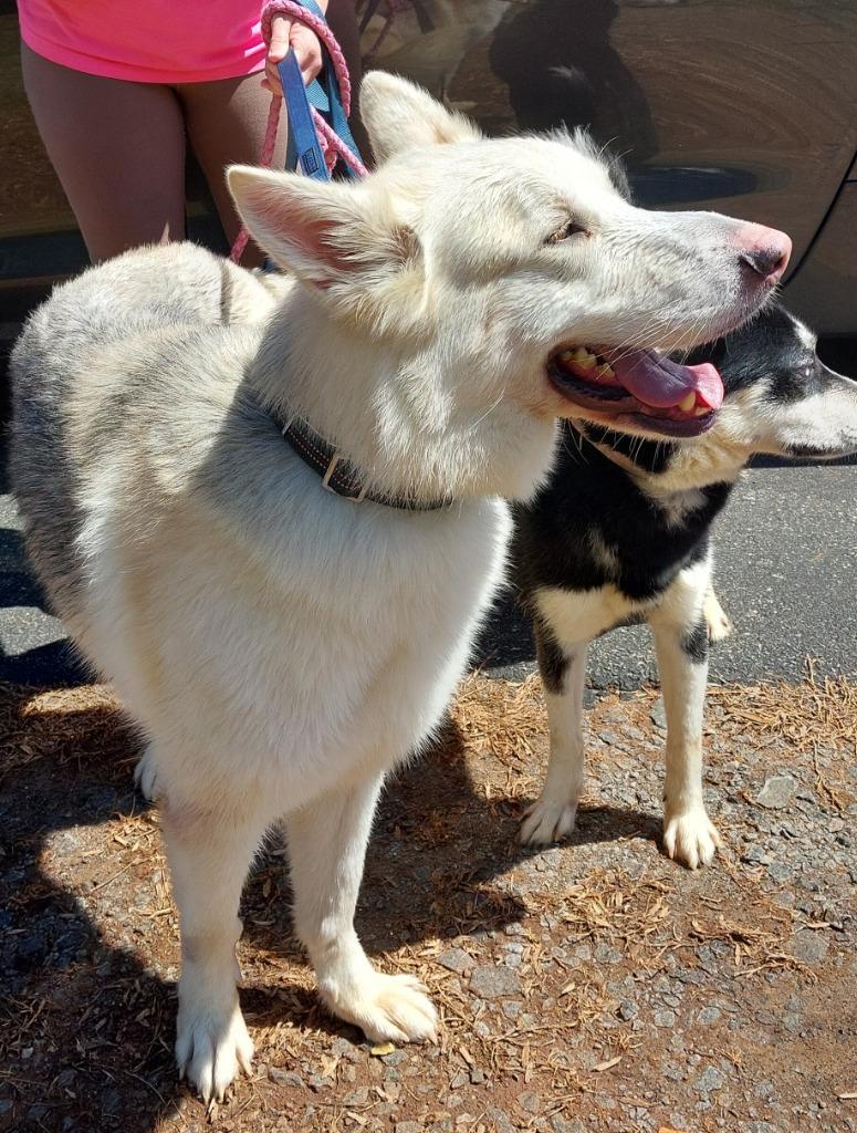 Sitka, a Adoptable mixed breed in Mocksville, NC image 5/5