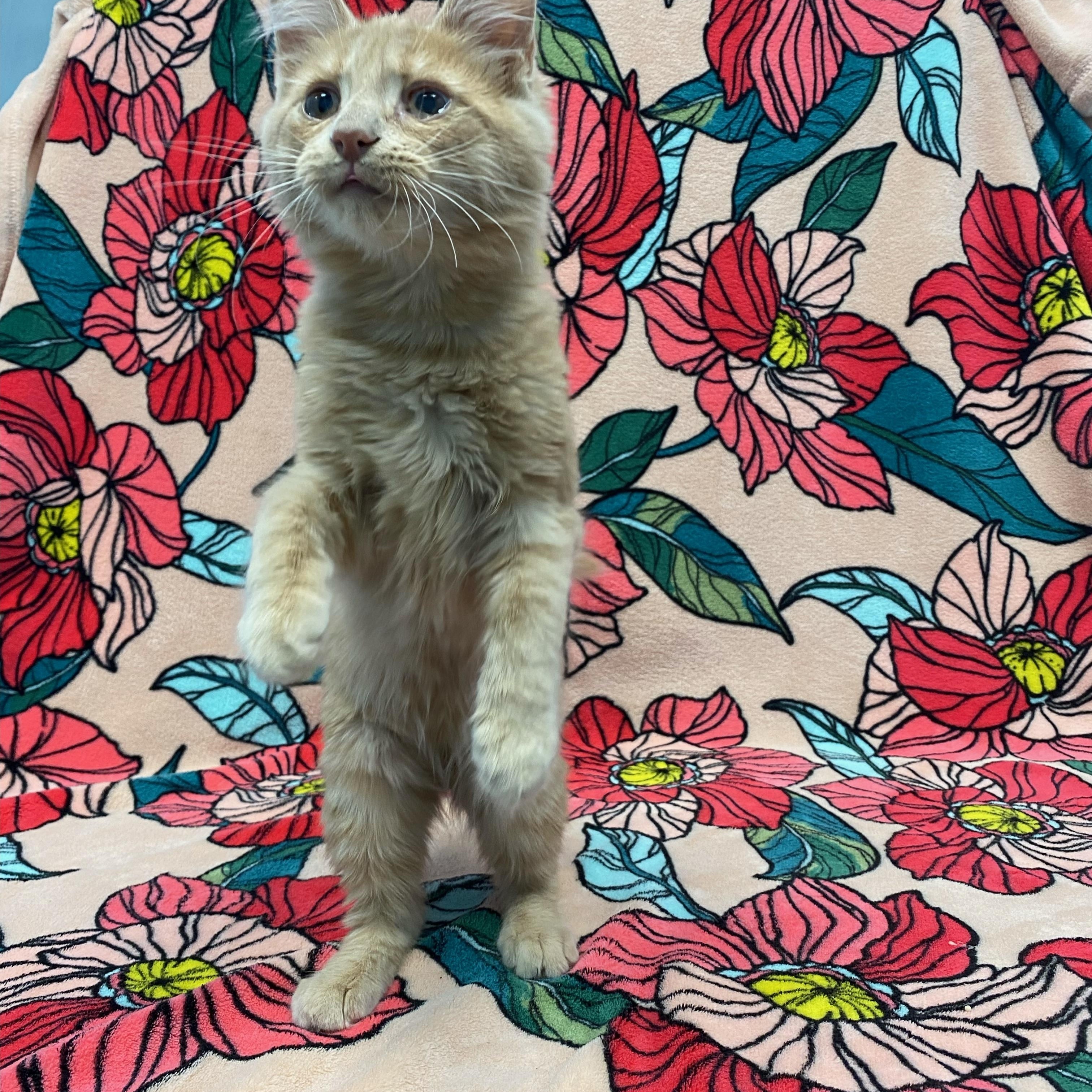 CJ (Chicken Jockey), a ADOPTABLE Domestic Medium Hair in Bear, DE image 5/6