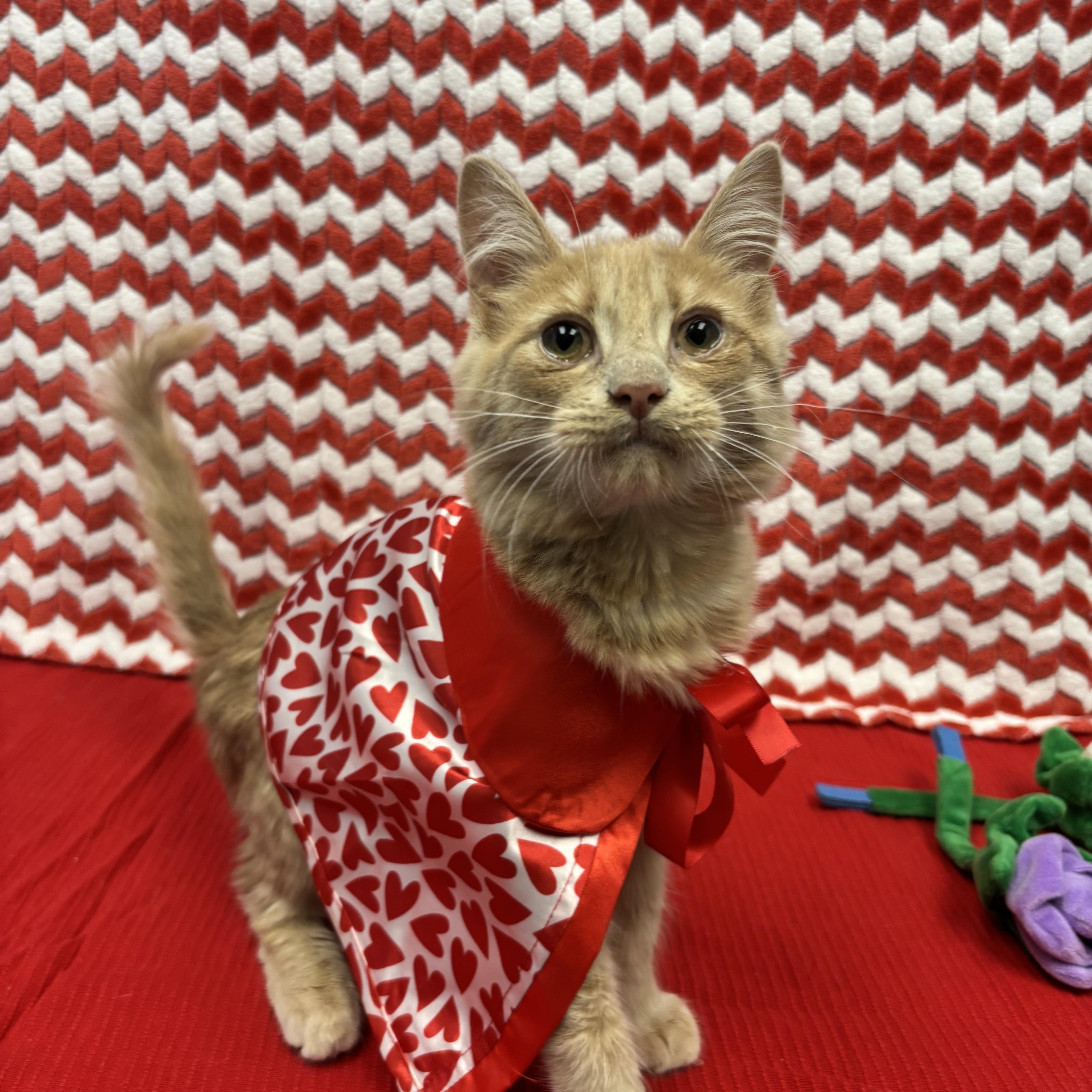 CJ (Chicken Jockey), a ADOPTABLE Domestic Medium Hair in Bear, DE image 1/6