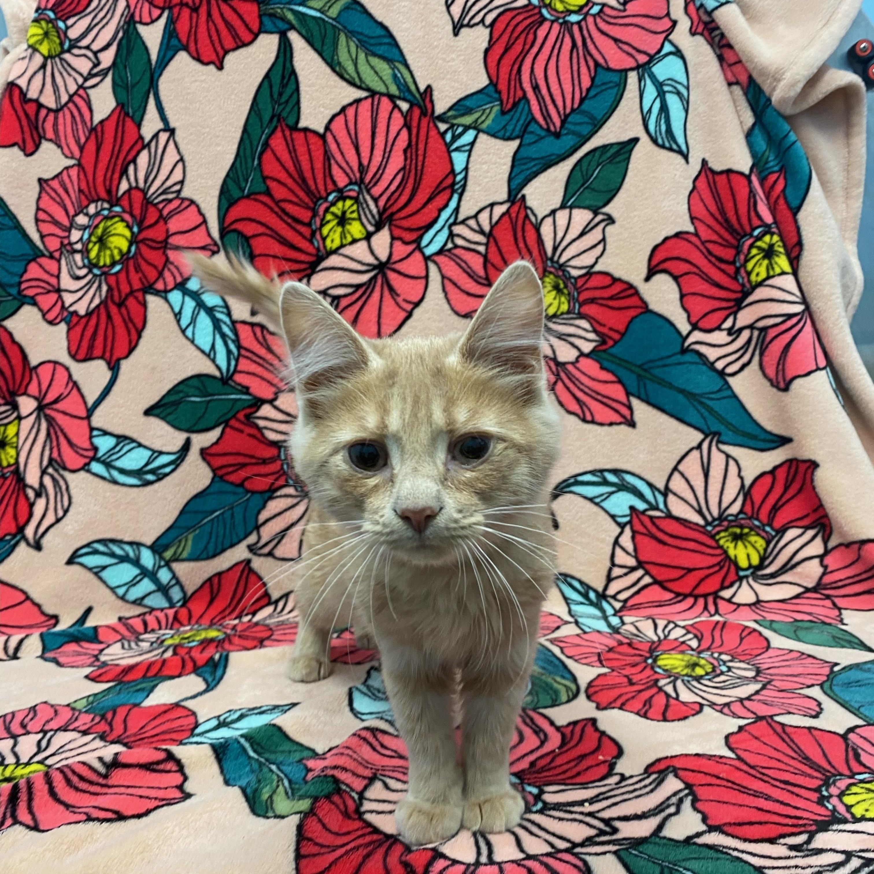 CJ (Chicken Jockey), a ADOPTABLE Domestic Medium Hair in Bear, DE image 2/6