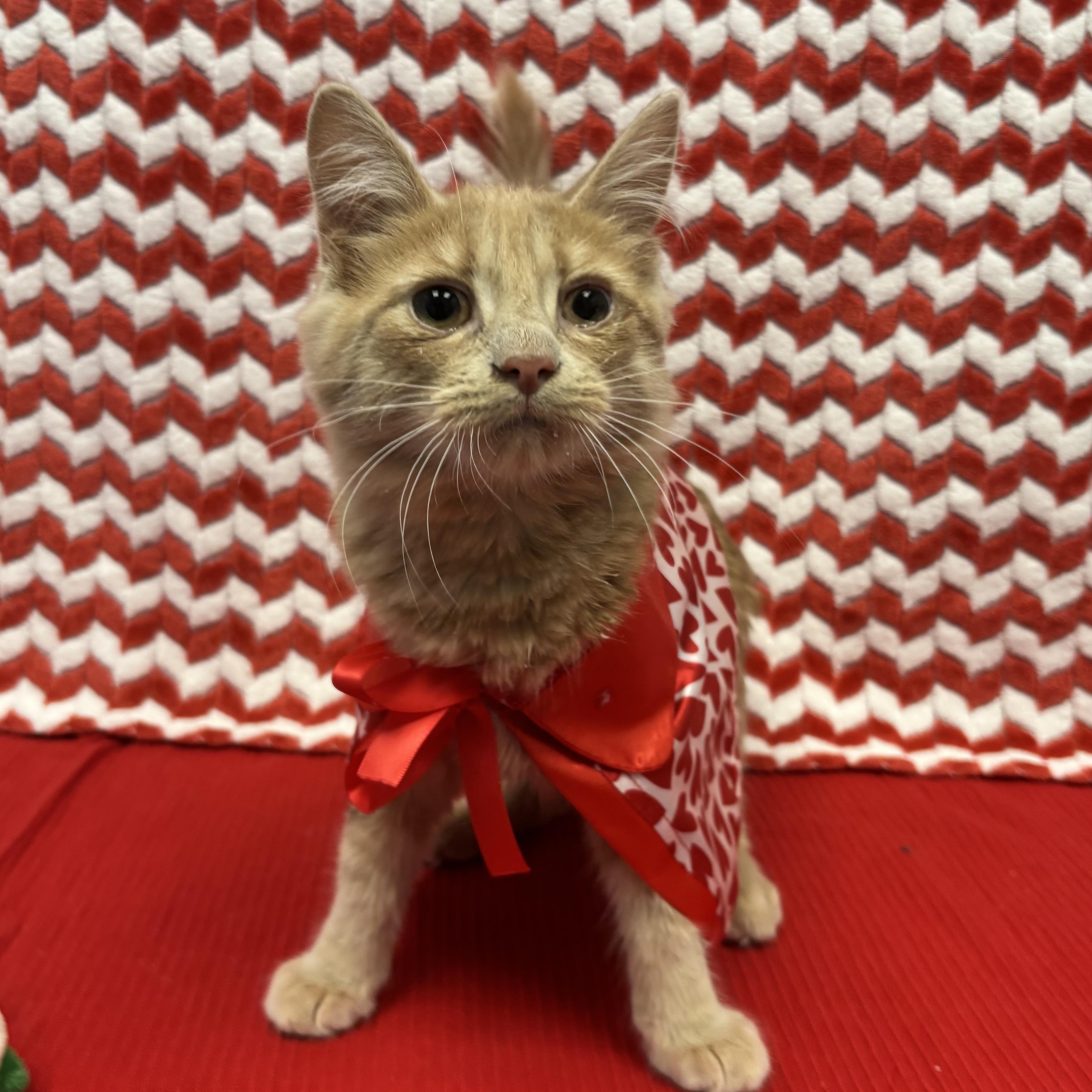 CJ (Chicken Jockey), a ADOPTABLE Domestic Medium Hair in Bear, DE image 3/6