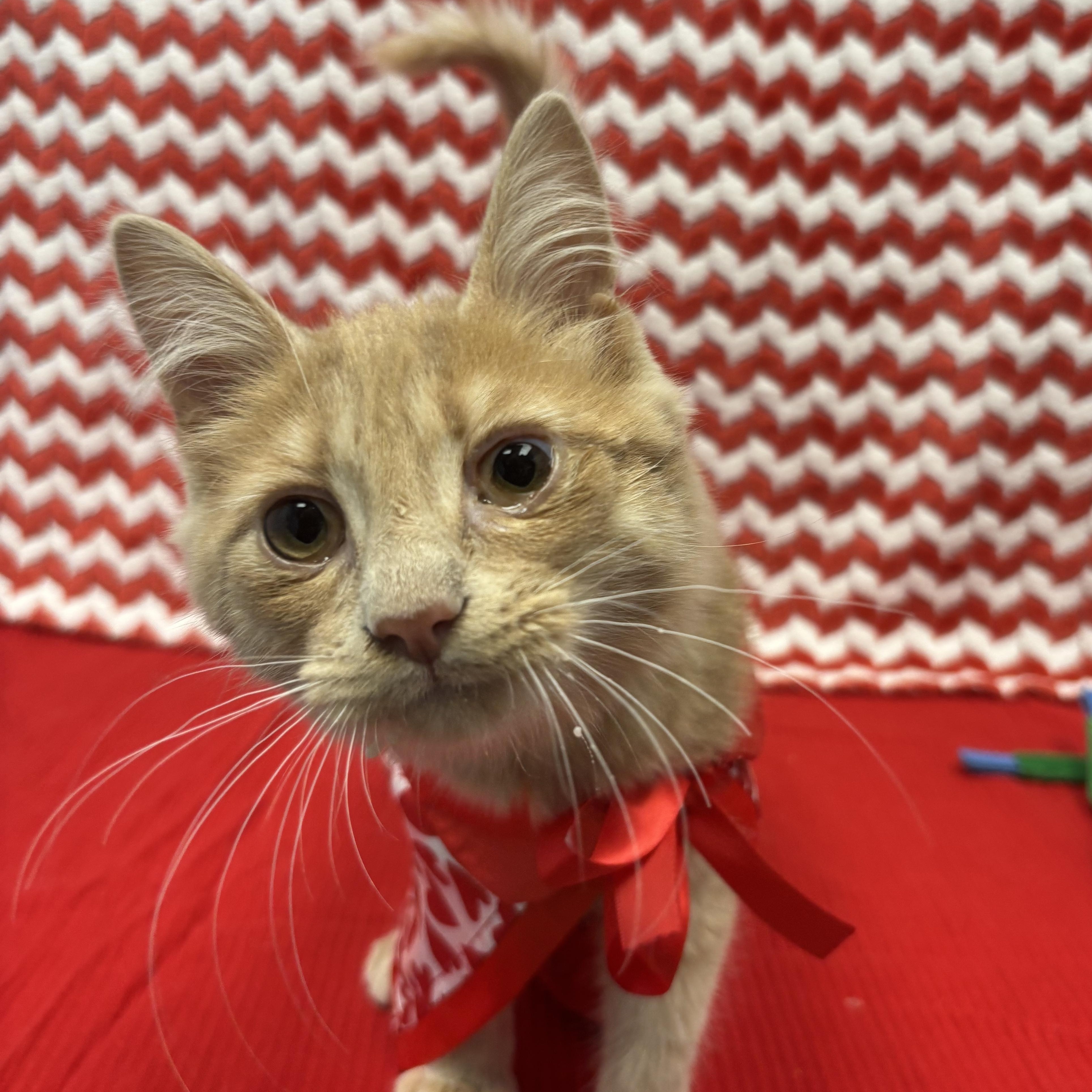 CJ (Chicken Jockey), a ADOPTABLE Domestic Medium Hair in Bear, DE image 6/6