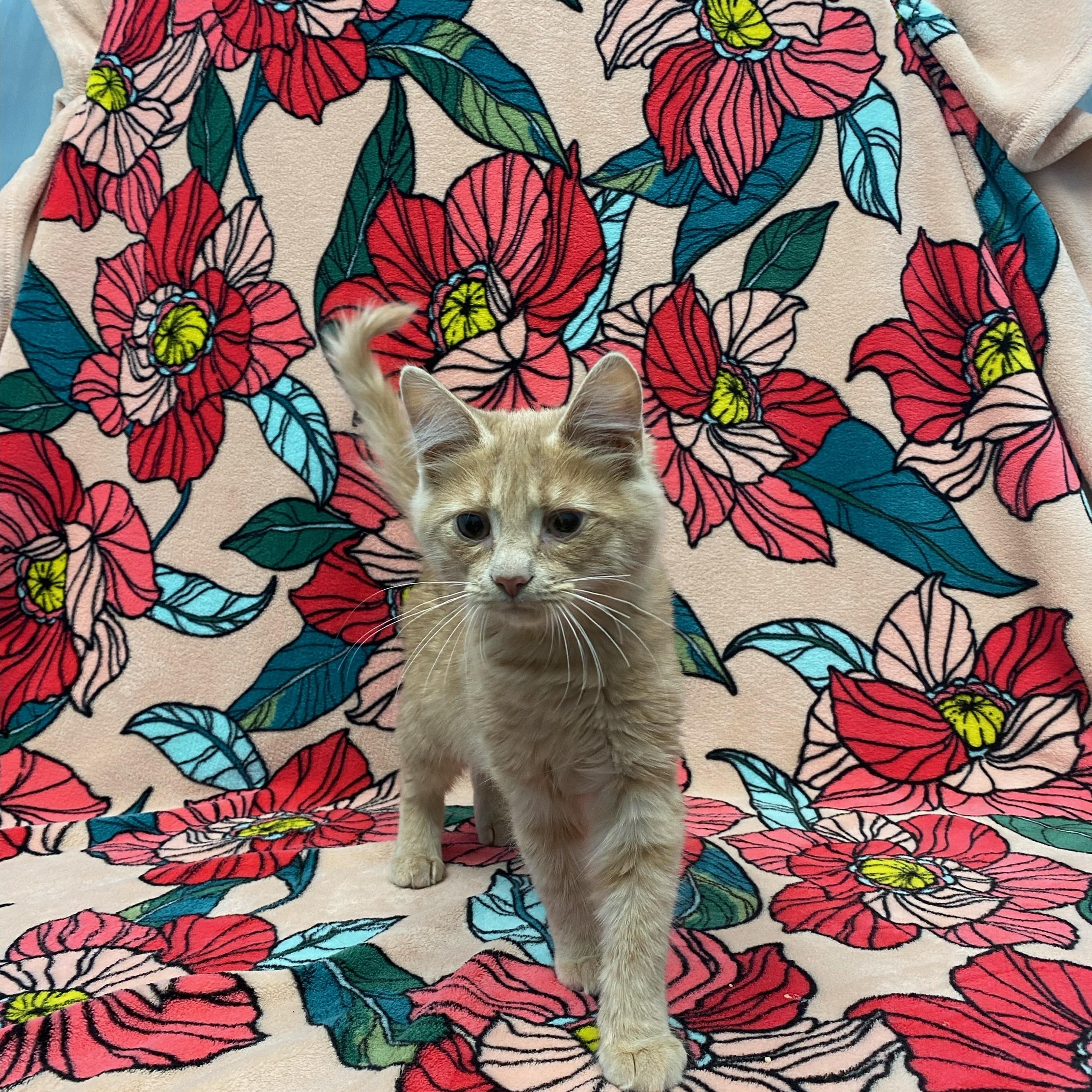 CJ (Chicken Jockey), a ADOPTABLE Domestic Medium Hair in Bear, DE image 4/6