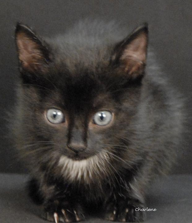 Paparazzi, ADOPTABLE, Kitten Female American Shorthair & Domestic Short Hair.