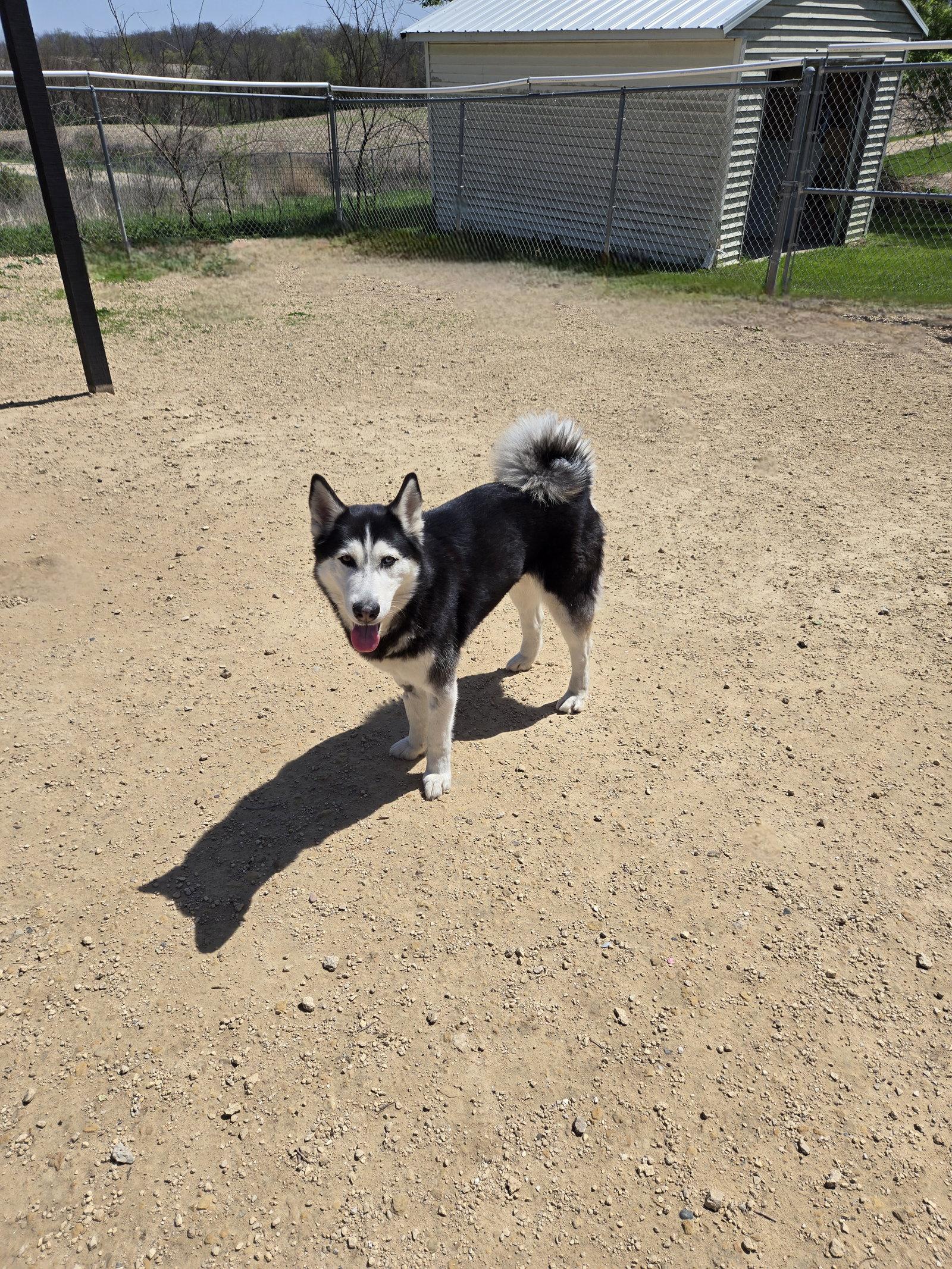 Enlarge Tala, a Adoptable Husky in Maquoketa, IA image 1/2