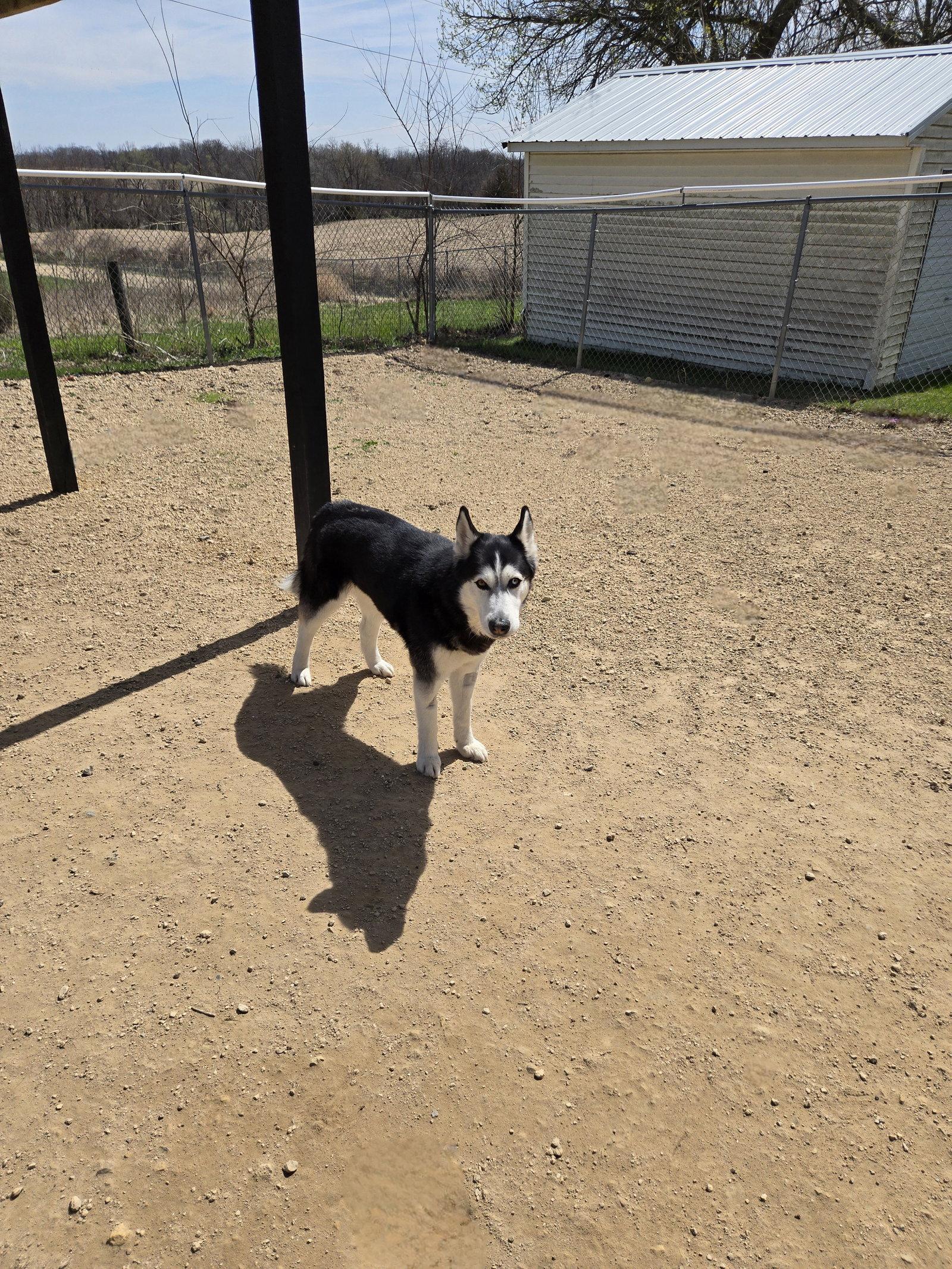 Enlarge Tala, a Adoptable Husky in Maquoketa, IA image 2/2