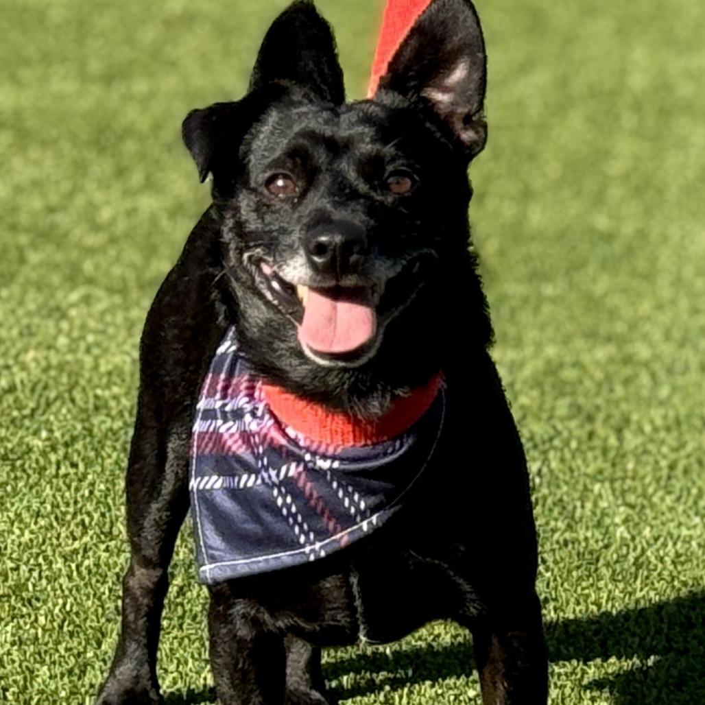 Enlarge Mack, a Adoptable Chihuahua in Austin, TX image 2/5