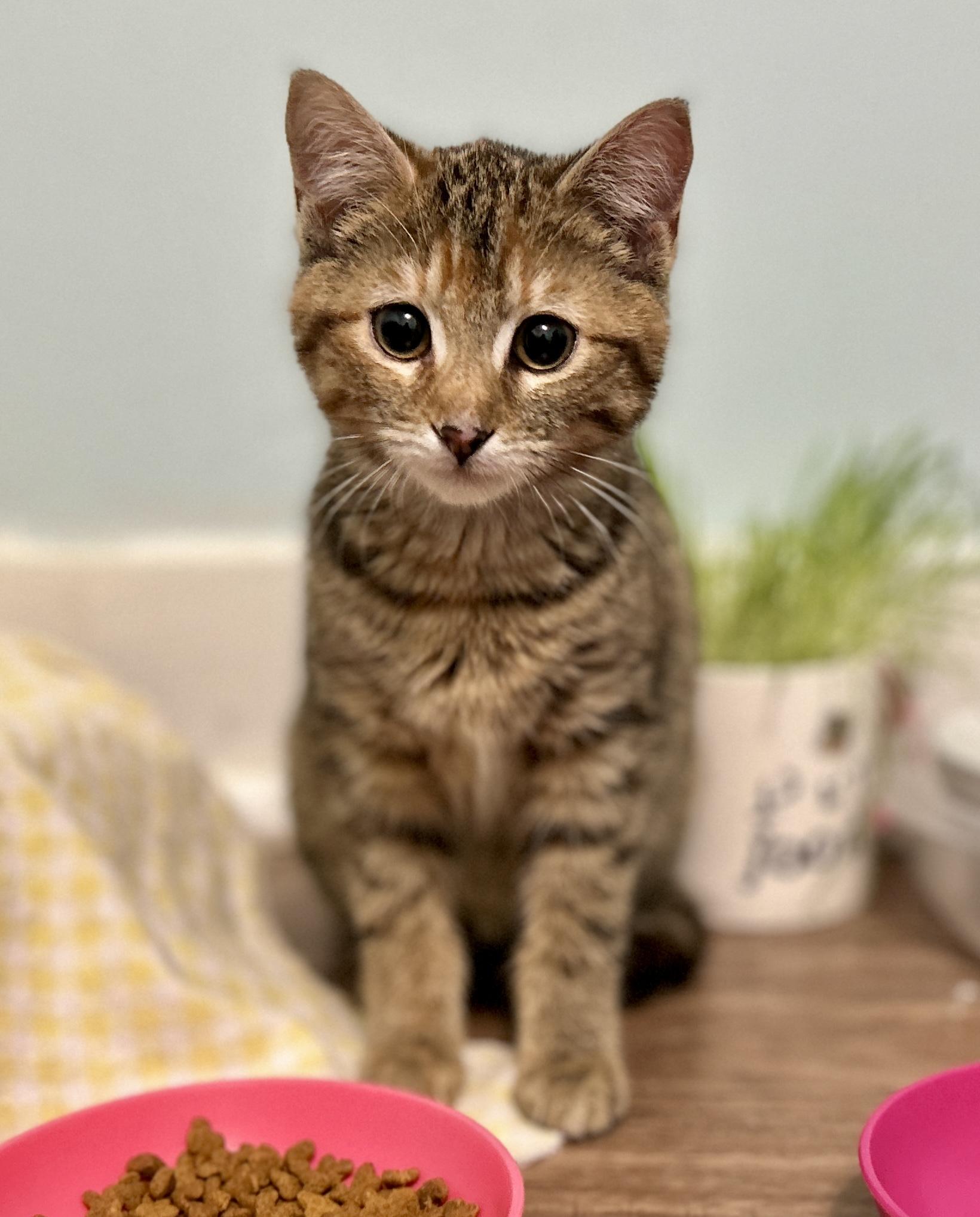 Enlarge Georgie, a ADOPTABLE Domestic Short Hair in Guelph, ON image 3/5